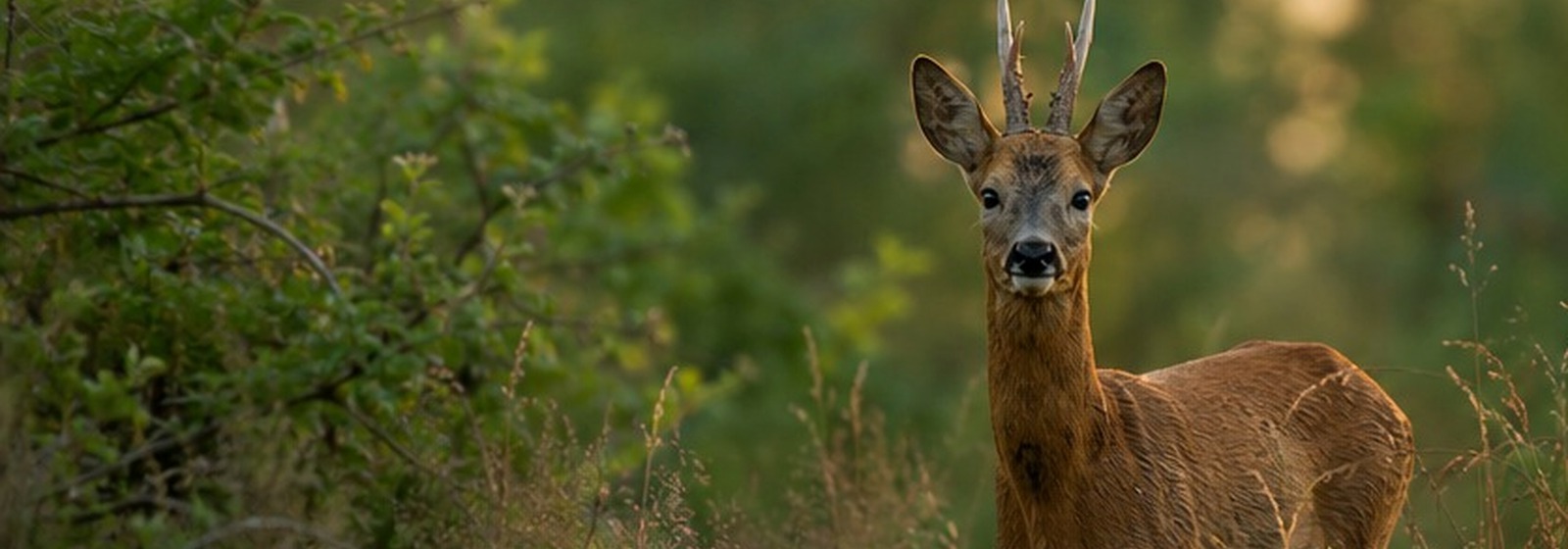 Wildtieraufnahme zum Beitrag Jungjägerabend
